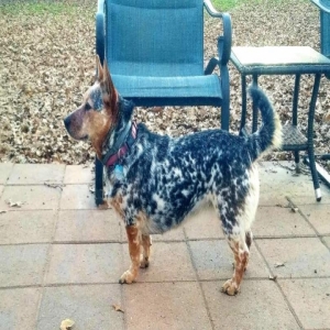 /images/pets/original/2102362_98134_JoJo B.webp
